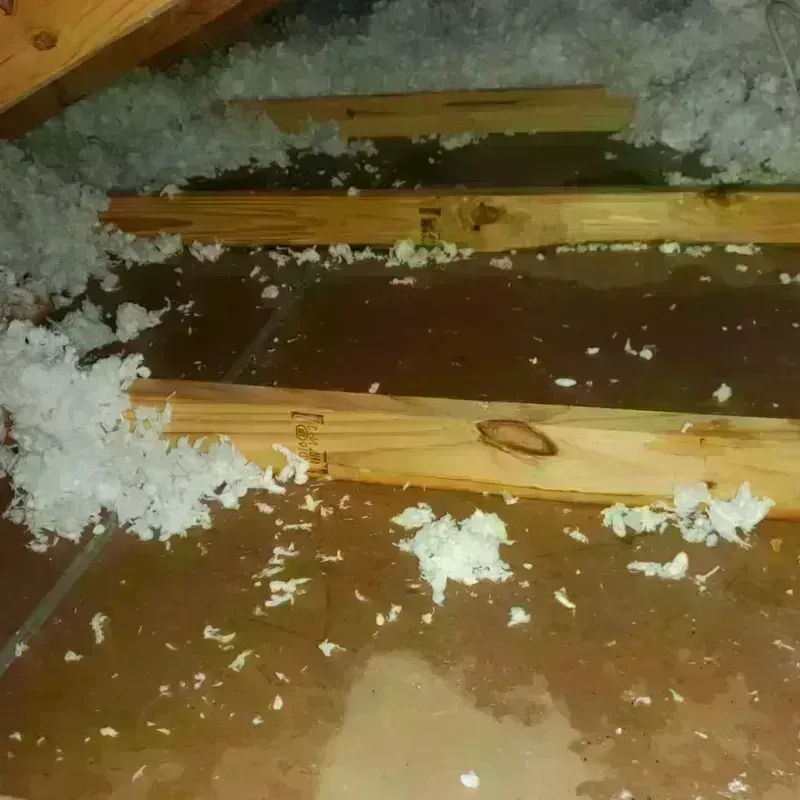 Attic Water Damage in Chalco, NE